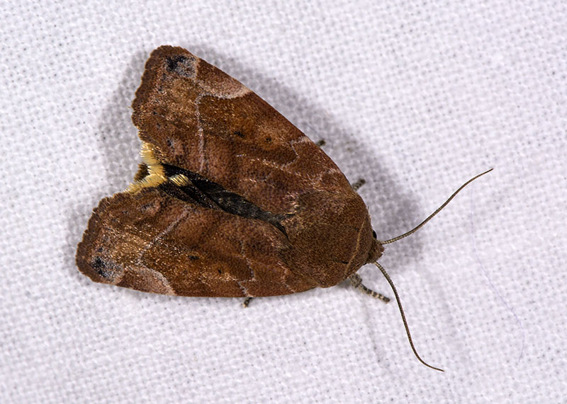 Cosmia (Umia) affinis, Noctuidae